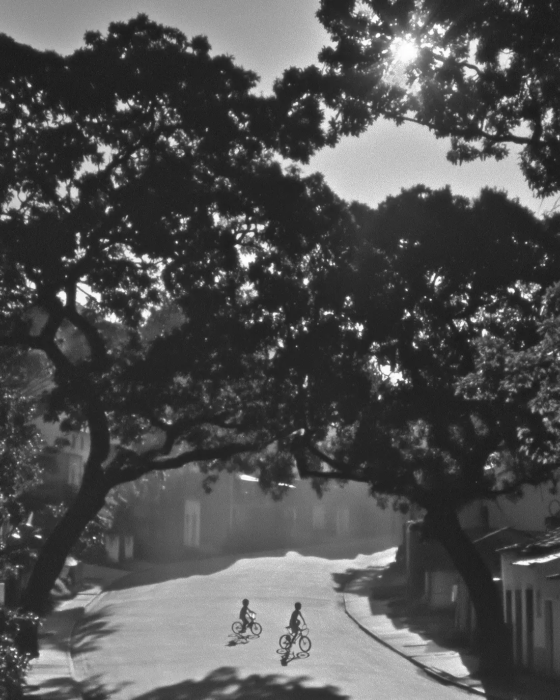 Crianças andando de bicicleta numa rua arborizada